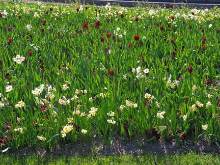 Flower beds