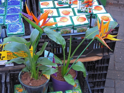 Bird of Paradise