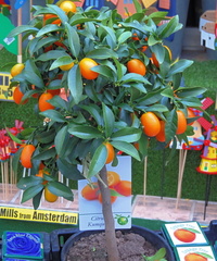Orange Tree