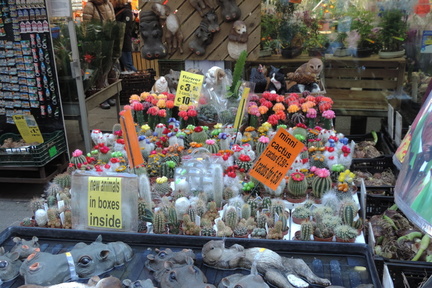 Flowering cacti