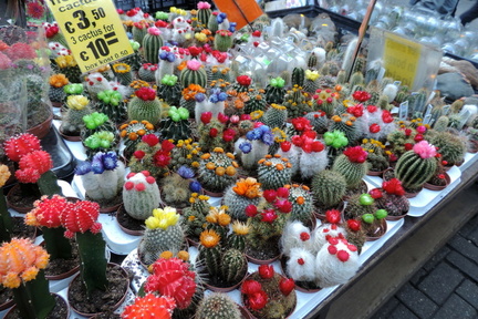 Flowering cacti