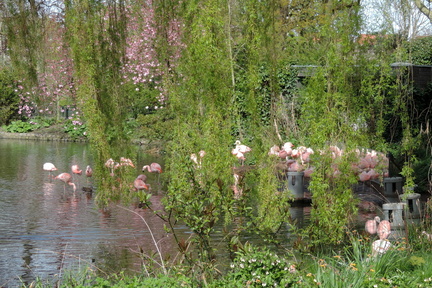 Flamingoes