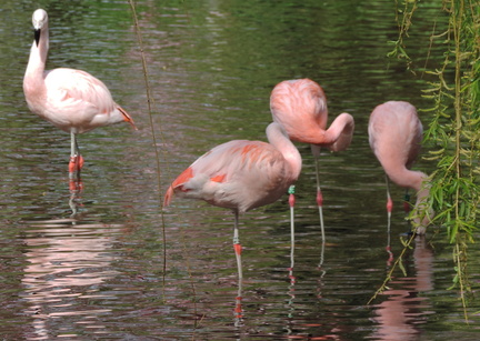 Flamingoes