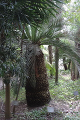 Fern