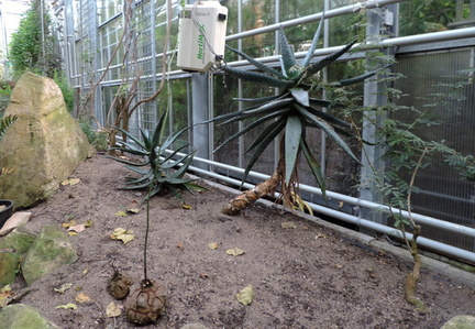 Succulents