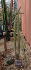 Cacti