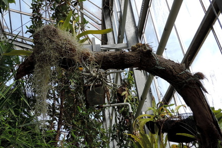 Plants