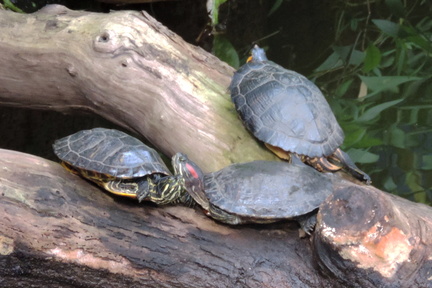 Terrapins