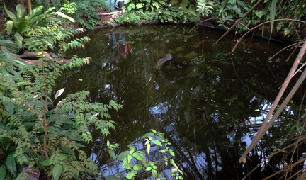 Pond
