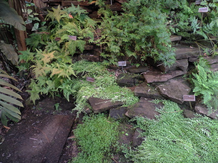 Ferns