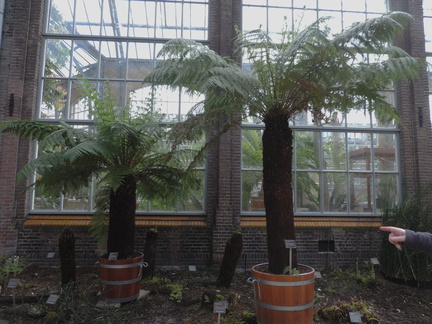 Ferns