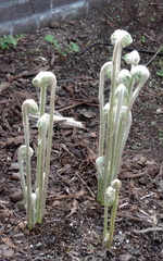 Seedlings