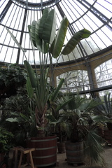 Giant leaves