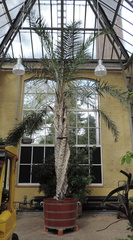 Giant fern