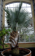 Fern