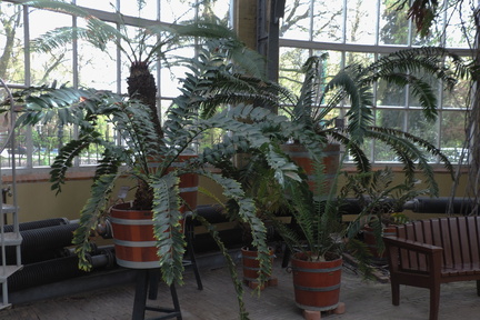 Ferns