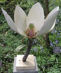 Flower cutaway