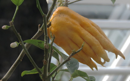 Fruit