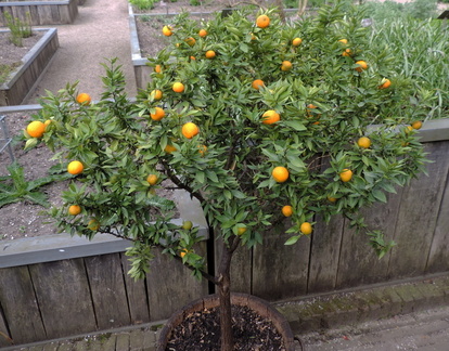 Orange tree