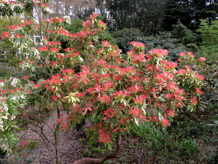 Bushes