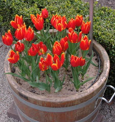 Tulips