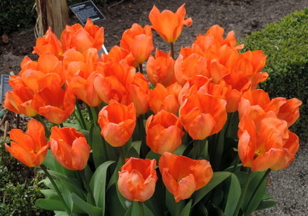 Tulips