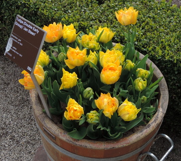 Tulips