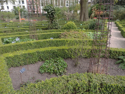 Box hedges