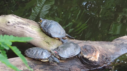 Terrapins