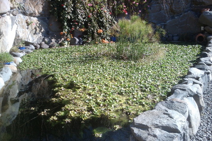 Pond
