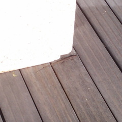Lizard