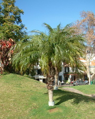 Trees