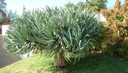 Plant