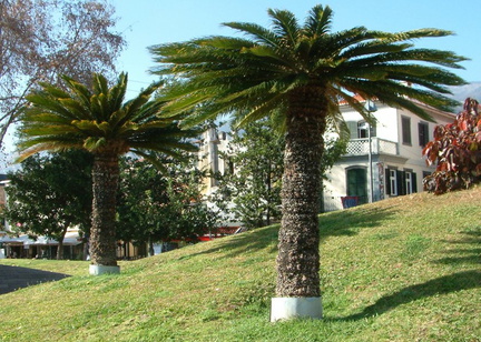Trees