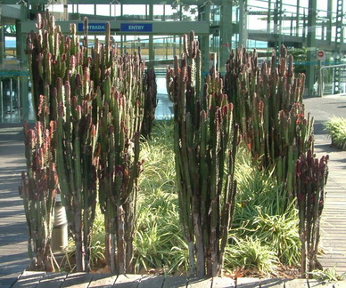 Cacti