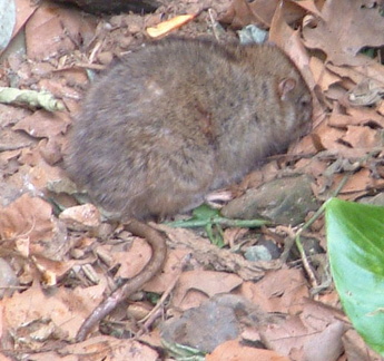 Rat