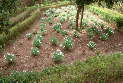 Hedges