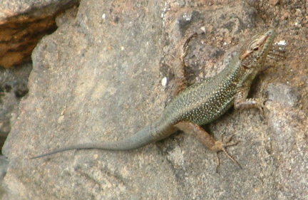 Lizard