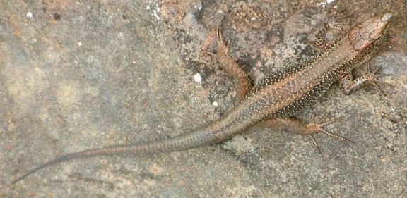 Lizard
