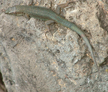 Lizard