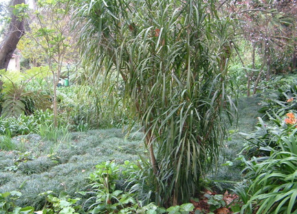 Plants