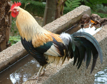 Cockerel