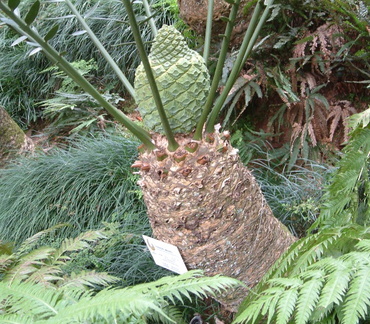 Plant