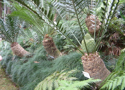 Plants