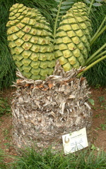 Cycad