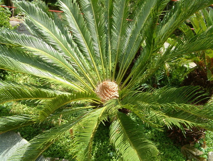 Palm