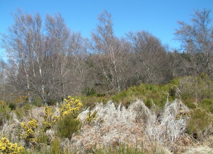 Vegetation