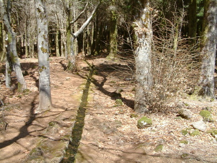 Woods