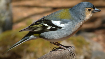 Bird