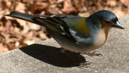 Bird